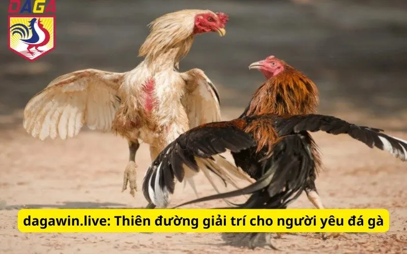 insta.in.net: Thiên đường giải trí cho người yêu đá gà